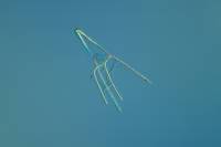 Oursin - Larve Plutéus jeune x 40